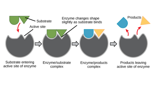 How are enzymes affected by changes in their environment