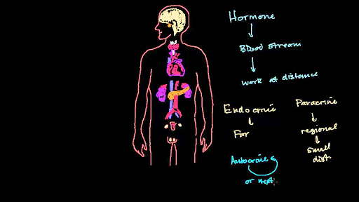 Hormones: the body's chemical messengers