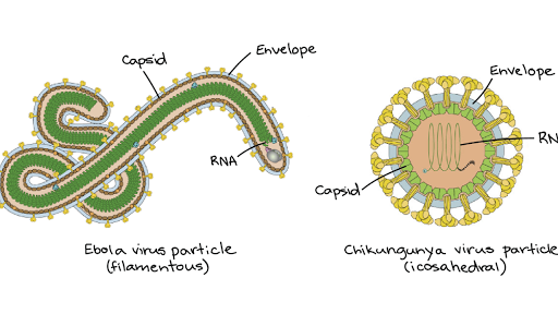 Animal & human viruses (article) | Viruses | Khan Academy