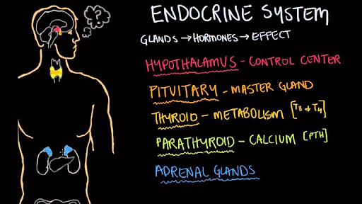 endocrine system hormones