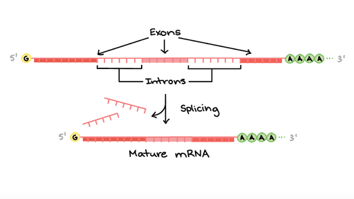 eukaryotic-pre-mrna-processing-rna-splicing-article-khan-academy