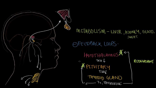 Hormone Concentration Metabolism And Negative Feedback Video Khan Academy
