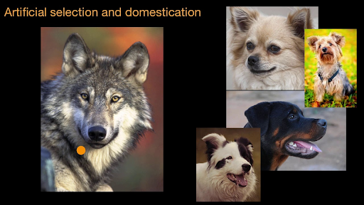 Artificial selection and domestication (video) | Khan Academy