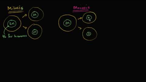 mitose vs méiose nombre de chromosomes