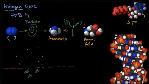 prentice hall biology nitrogen cycle