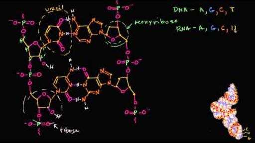 khan academy biology genetics