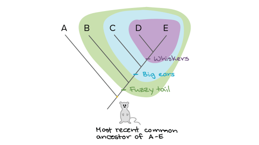 Building A Phylogenetic Tree Article Khan Academy