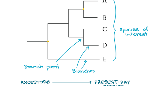 how to interpret evolutionary trees