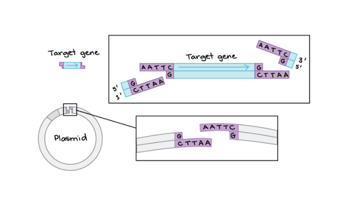 Restriction Enzymes Dna Ligase Article Khan Academy