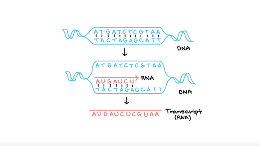 Transcription An Overview Of Dna Transcription Article Khan Academy