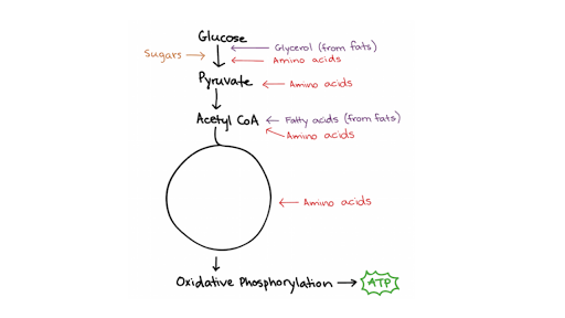 Connections Between Cellular Respiration And Other Pathways Article Khan Academy