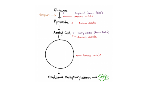 structure ka glucose other cellular and respiration Connections between