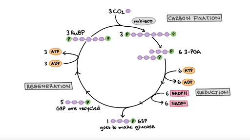 the-calvin-cycle-article-photosynthesis-khan-academy