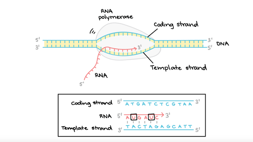 Stages Of Transcription Initiation Elongation Termination Article Khan Academy