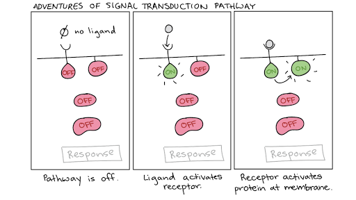 Signal Transduction Pathway Cell Signaling Article Khan Academy 