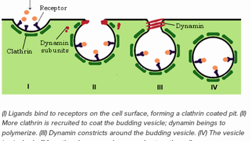 Molecular Genetics And Microbiology Of Zaire Ebolavirus Practice