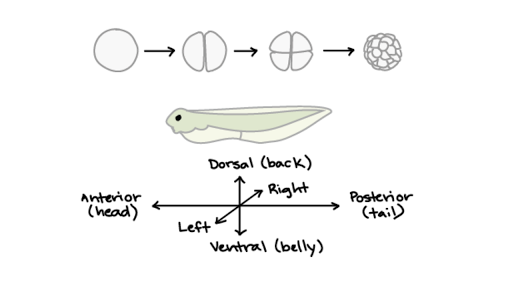 Introduction To Development Article Khan Academy