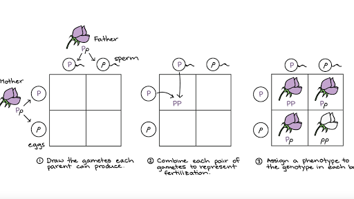 Law Of Segregation Example