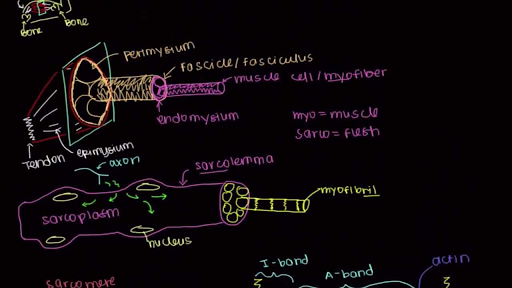 muscle cell anatomy