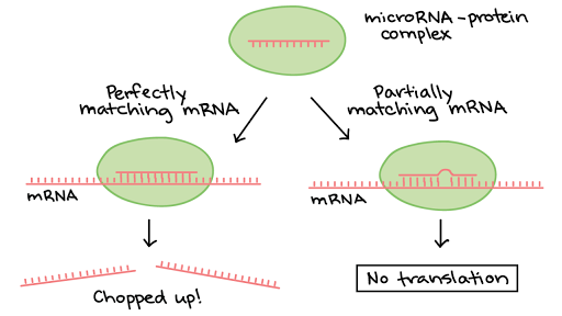 Regulation After Transcription Article Khan Academy