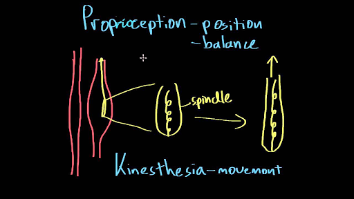 Proprioception Anatomy 1685