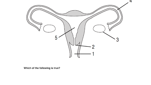 26 Reproductive System Diagram Quiz - Wiring Diagram Niche