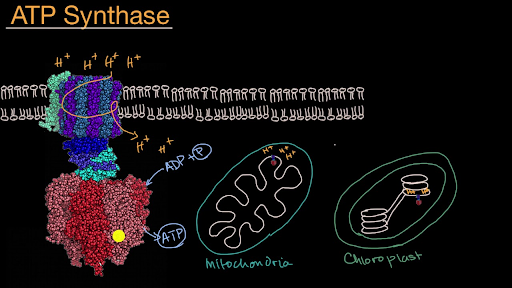 Atp Synthase Video Cellular Respiration Khan Academy