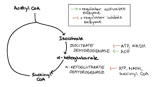 What is the most important chemical regulator of respiration?