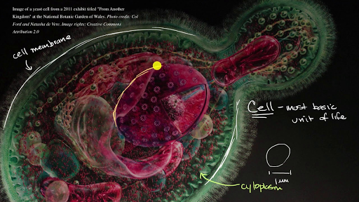 Introduction To The Cell Video Khan Academy