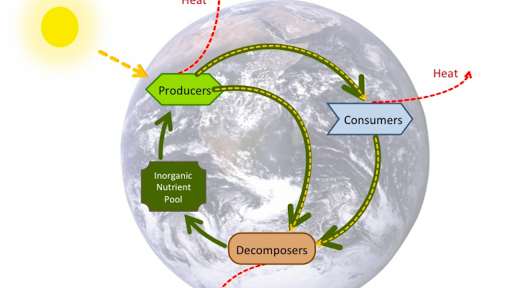 Biogeochemical Cycles Webquest Fill Online Printable