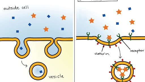 Bulk Transport Article Khan Academy