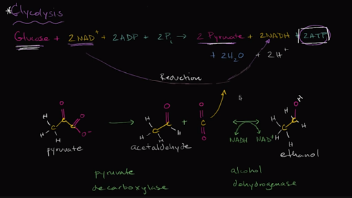 ethanol fermentation equation