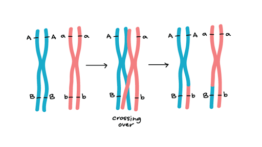 how is a gene map constructed Genetic Linkage Mapping Article Khan Academy how is a gene map constructed