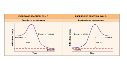 Free Energy Endergonic Vs Exergonic Reactions Article Khan Academy