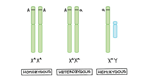 Sex Chromosomes And X Linked Inheritance Article Khan Academy