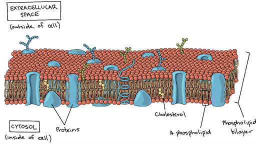 Plasma membrane and cytoplasm (article) | Khan Academy