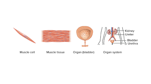 there are __ types of muscle cells
