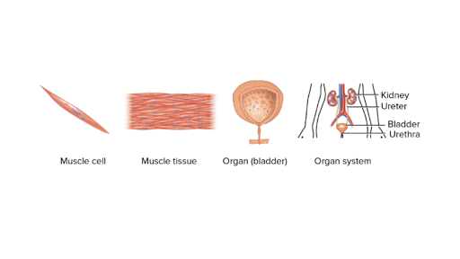 organ system biology