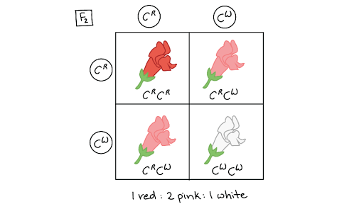 what does codominant allele mean in biology