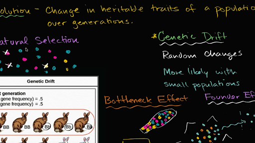 genetic drift pictures