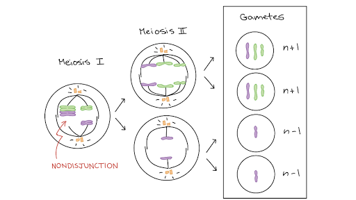 Aneuploidy Chromosomal Rearrangements Article Khan Academy