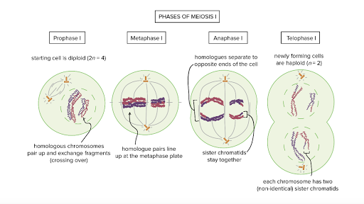 Download Simple Steps Of Meiosis In Order Background