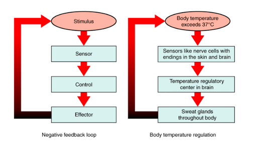 after blood sugar eating test just Academy   Homeostasis (article) Khan