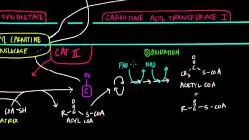 Fatty acid synthesis khan academy