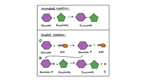 Atp Cycle And Reaction Coupling Energy Article Khan Academy