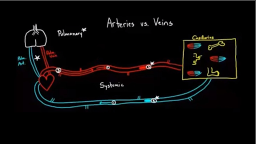 Arteries Vs Veins What S The Difference Video Khan Academy