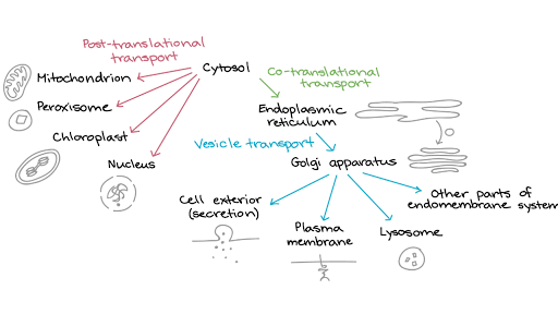 Dna contains instructions for proteins