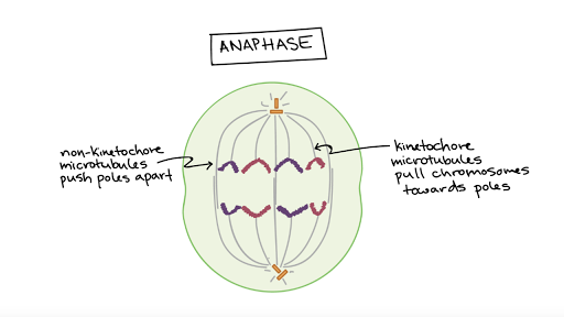 Phases Of Mitosis Mitosis Biology Article Khan Academy