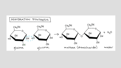 Introduction To Macromolecules Article Khan Academy