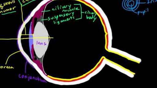 Did the Eye's Structure Affect How Language Developed?